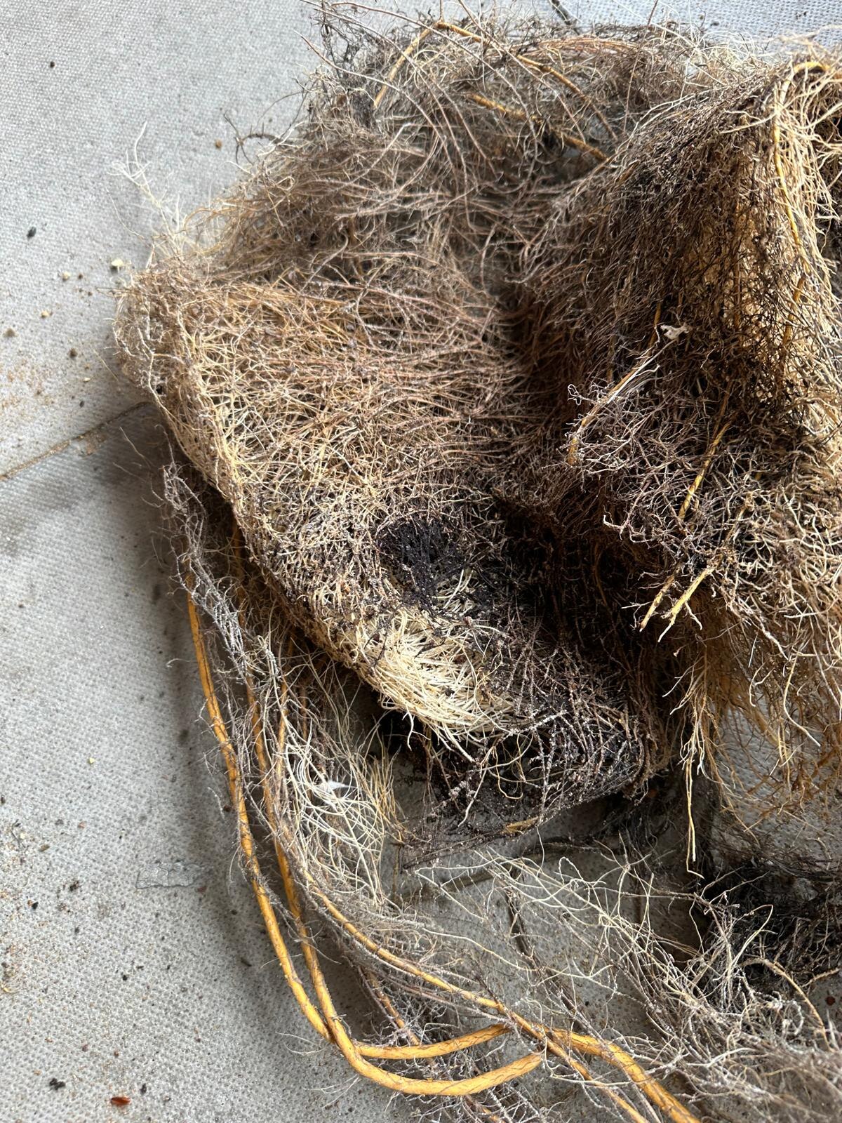 Tree root blockage removed from drain
